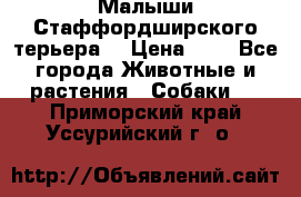 Малыши Стаффордширского терьера  › Цена ­ 1 - Все города Животные и растения » Собаки   . Приморский край,Уссурийский г. о. 